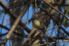 Polyclathra cucumerina