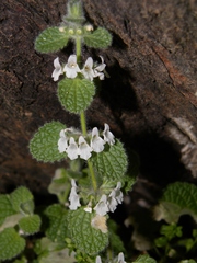 Sideritis villosa