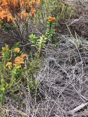 Lobostemon sanguineus