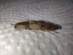 Conoderus fuscofasciatus