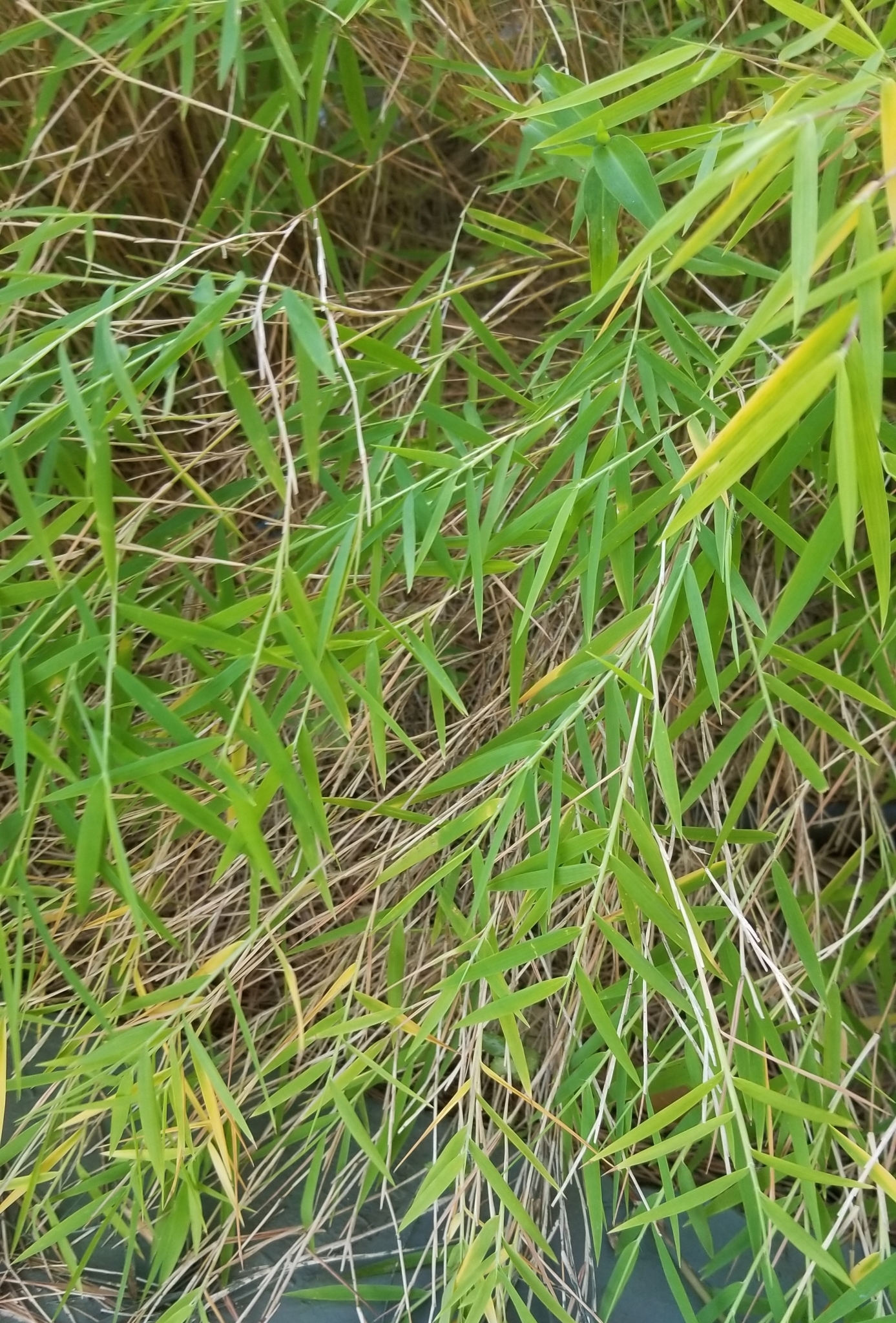 Imagem de Capim-dos-pampas