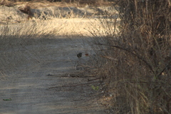 Arremonops rufivirgatus