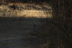 Arremonops rufivirgatus