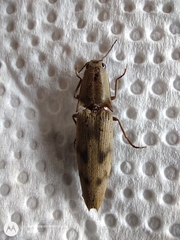 Conoderus fuscofasciatus