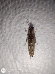 Conoderus fuscofasciatus