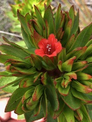 Lobostemon sanguineus