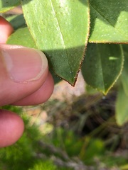 Lobostemon sanguineus