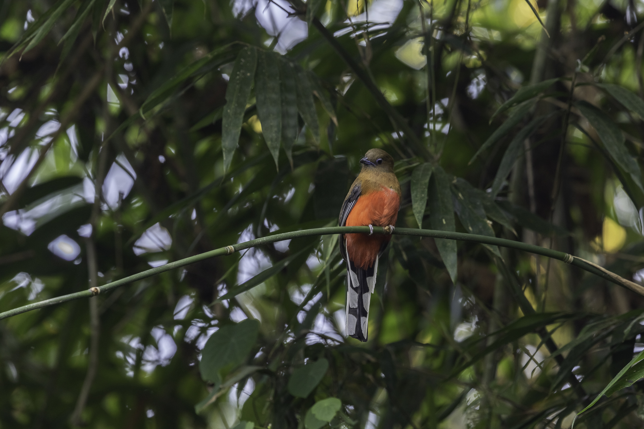 Red-headed Trogon