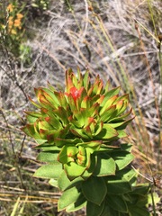 Lobostemon sanguineus