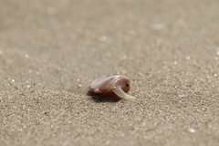 Latona cuneata