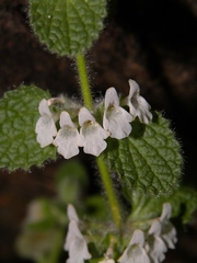 Sideritis villosa
