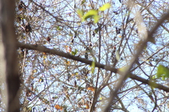 Cyanocompsa parellina