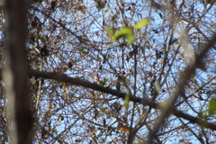 Cyanocompsa parellina