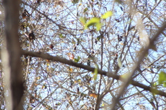 Cyanocompsa parellina