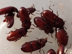 Uloma culinaris