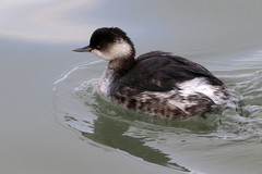 Podiceps nigricollis
