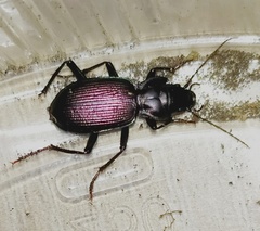 Nebria bonellii