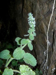 Sideritis villosa
