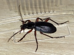 Carabus circassicus