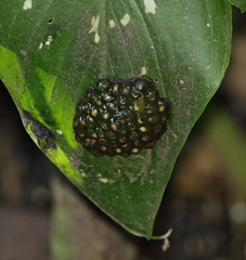 Natalobatrachus bonebergi