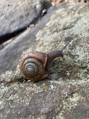 Appalachina chilhoweensis