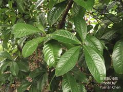 Ardisia humilis