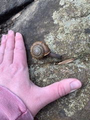 Appalachina chilhoweensis