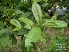 Ardisia humilis