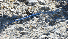 Pholidoscelis lineolatus