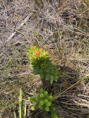 Lobostemon sanguineus