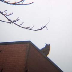 Bubo bubo