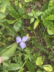 Coleotrype natalensis