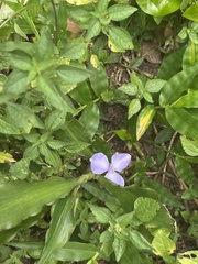 Coleotrype natalensis