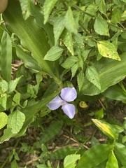 Coleotrype natalensis