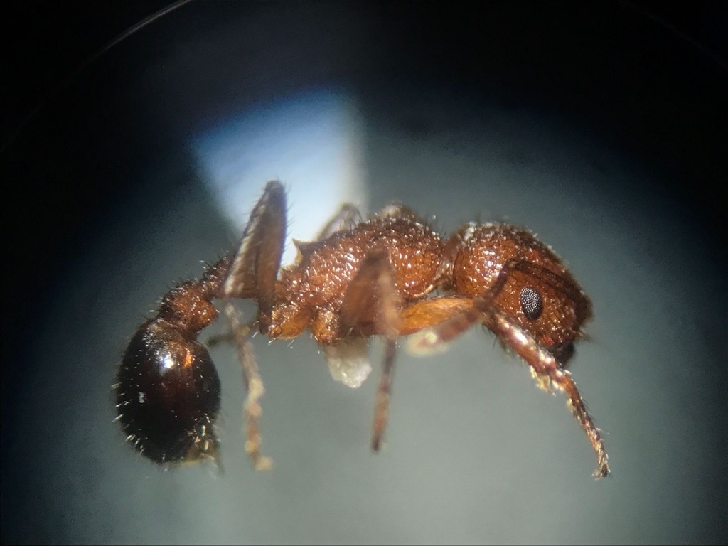 Pogonomyrmex naegelii