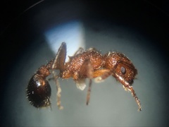 Pogonomyrmex naegelii
