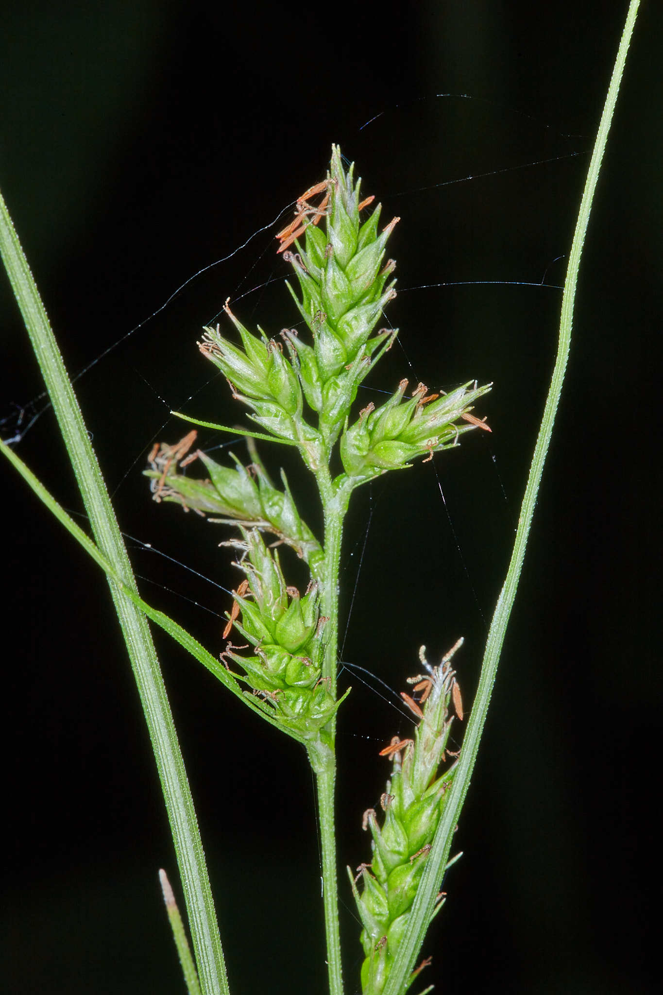 Carex polystachya