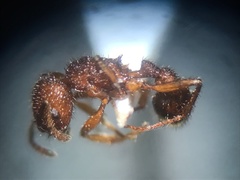 Pogonomyrmex naegelii
