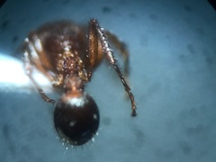 Pogonomyrmex naegelii