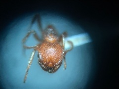 Pogonomyrmex naegelii