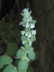 Sideritis villosa