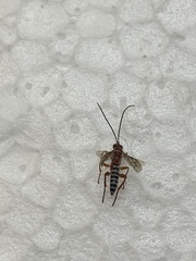 Pimpla marginella