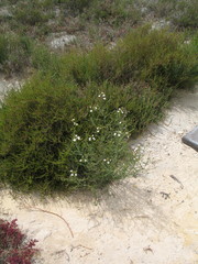 Acacia littorea
