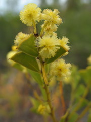Acacia littorea