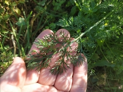 Anacyclus valentinus