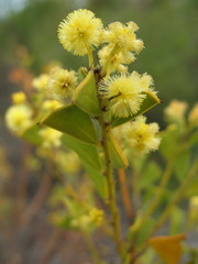 Acacia littorea