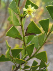 Acacia littorea