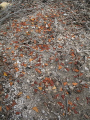 Acacia littorea