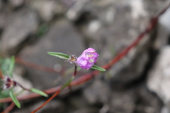 Galeopsis angustifolia