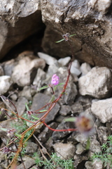 Galeopsis angustifolia